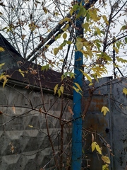 Acer negundo