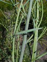 Psoralea verrucosa