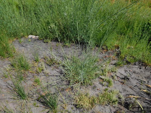 Image of Psoralea verrucosa by (c) Charles Stirton, some rights reserved (CC BY-SA)