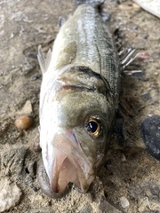 Dicentrarchus labrax