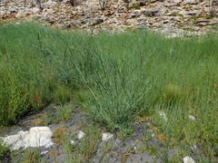 Psoralea verrucosa