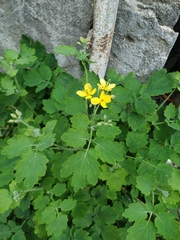 Chelidonium majus