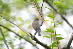 Tarsiger cyanurus