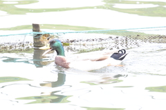 Anas platyrhynchos