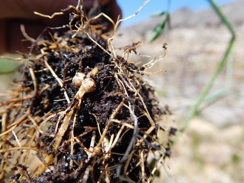 Image of Psoralea verrucosa by (c) Charles Stirton, some rights reserved (CC BY-SA)