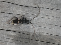 Phoracantha punctata