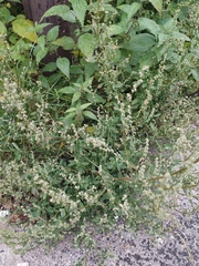 Chenopodium album