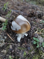 Amanita submembranacea