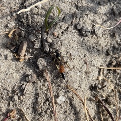 Ctenichneumon