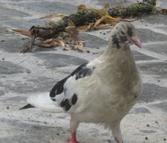 Columba livia domestica