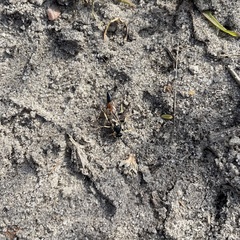 Ctenichneumon