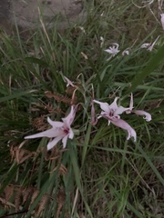 Gladiolus carneus