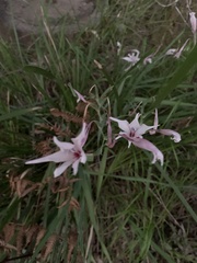 Gladiolus carneus