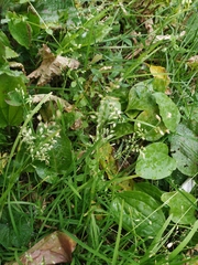 Poa annua