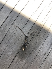 Phoracantha punctata