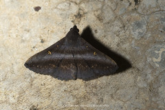 Hadennia mysalis