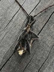 Phoracantha punctata