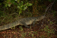 Varanus salvator macromaculatus