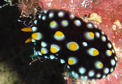 Phyllidia madangensis