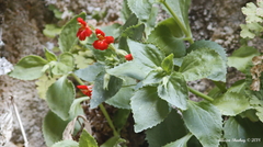 Erythranthe verbenacea