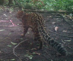 Pardofelis marmorata