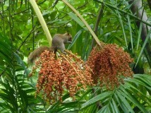 Callosciurus caniceps