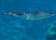 Sepioteuthis lessoniana