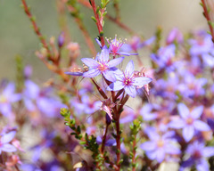 Calytrix leschenaultii