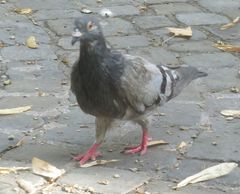 Columba livia domestica