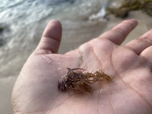Hypnea musciformis observed 2021-10-15