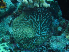 Physogyra lichtensteini