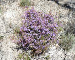 Calytrix leschenaultii