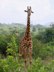 Giraffa camelopardalis tippelskirchi