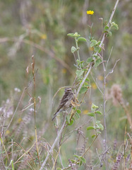 Crithagra reichenowi