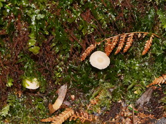 Entoloma albidosimulans