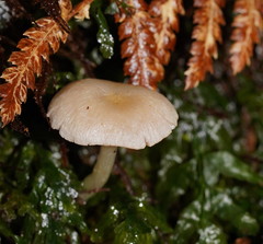 Entoloma albidosimulans