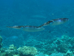 Sepioteuthis lessoniana
