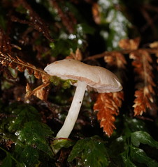 Entoloma albidosimulans