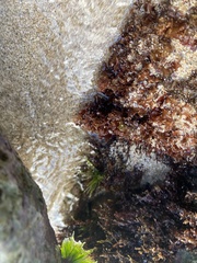 Melanamansia glomerata