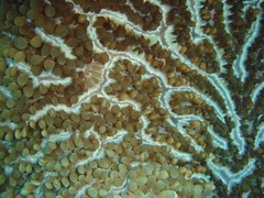 Physogyra lichtensteini