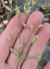 Bulbostylis hispidula