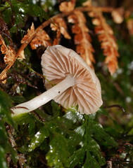 Entoloma albidosimulans