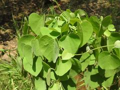 Cissampelos mucronata