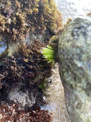 Chaetomorpha antennina