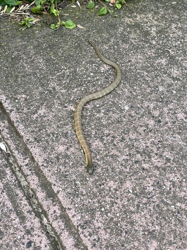 Eastern Tiger Snake sighting