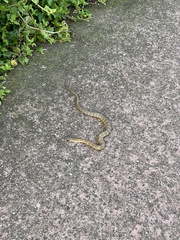 Notechis scutatus scutatus