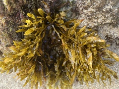 Sargassum aquifolium