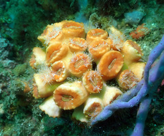 Australopsammia aurea