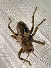Enyaliopsis