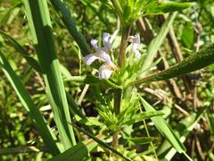 Hygrophila auriculata